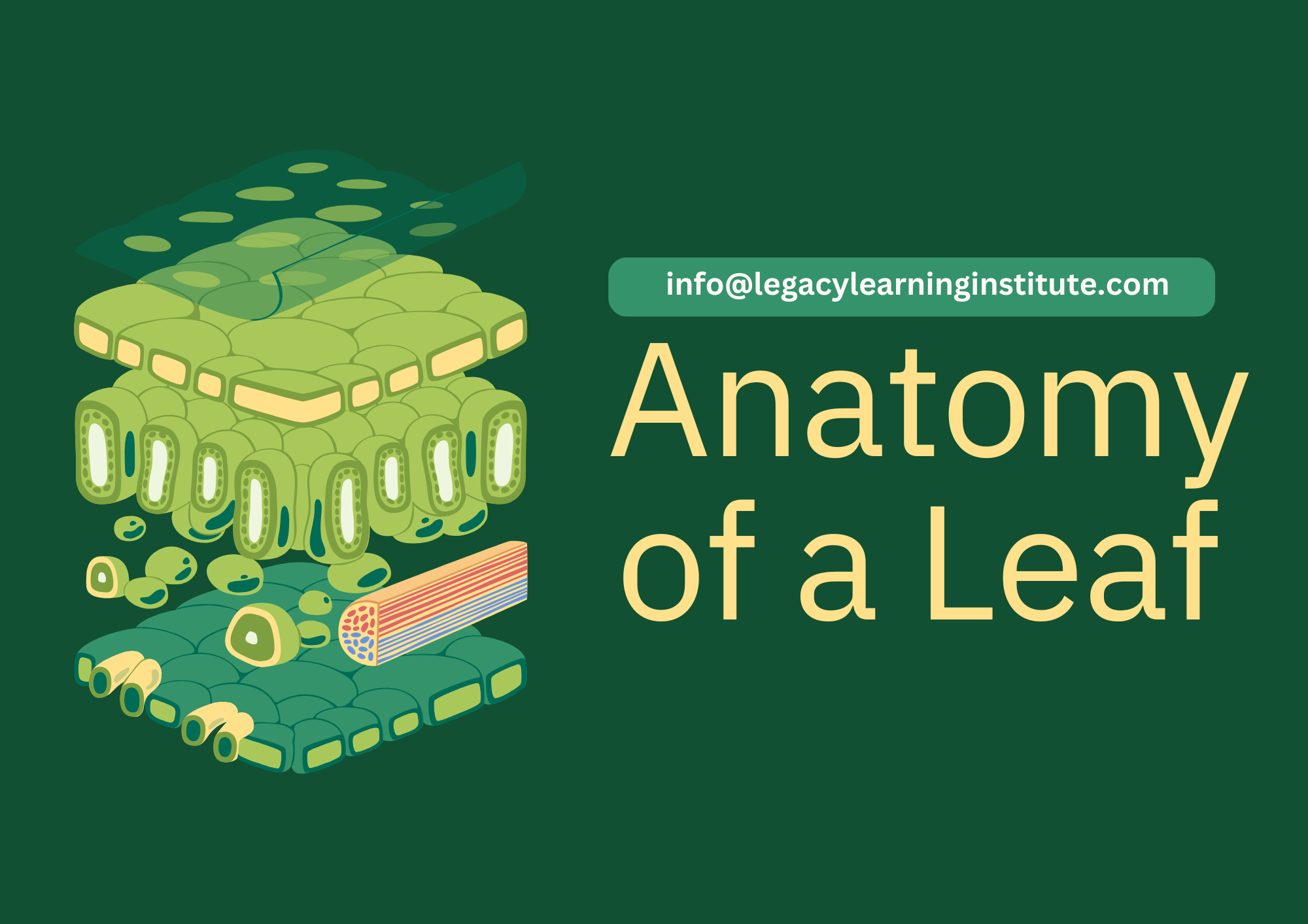 Anatomy Of A Leaf