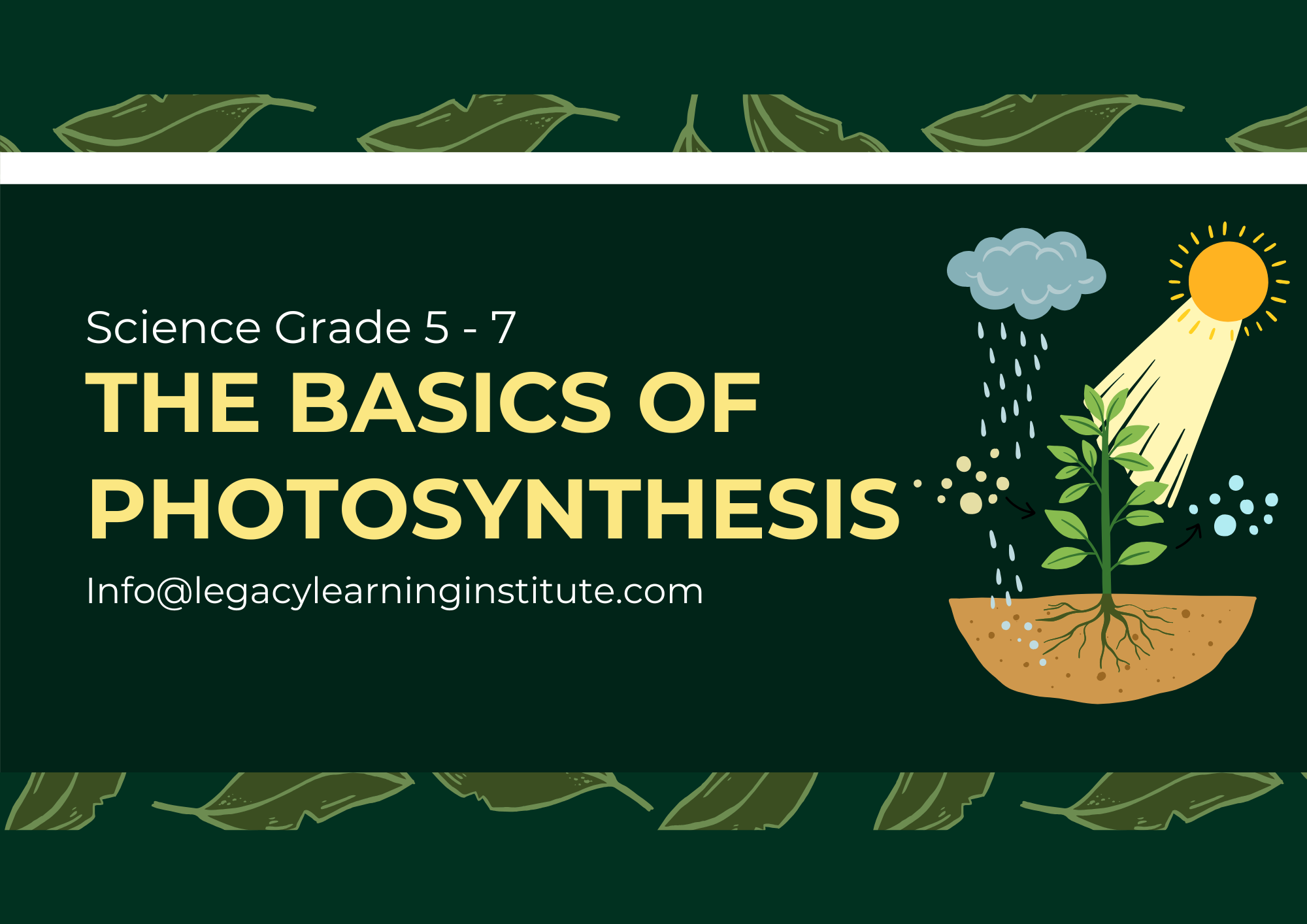 Basics Of Photosynthesis